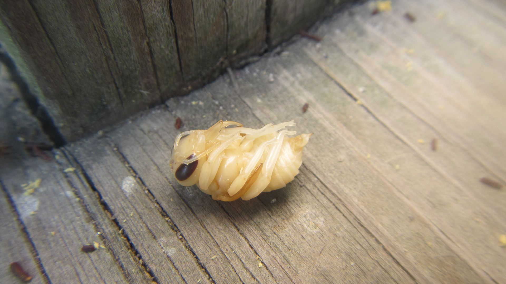 This carpenter bee pupa fell out of its nesta hole chewed under the